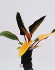 Philodendron 'Rojo Congo Variegated'
