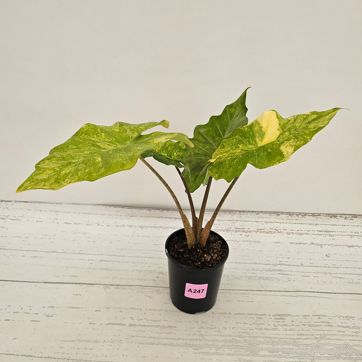 Alocasia Portora Variegata - SALE