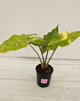Alocasia Portora Variegata - SALE