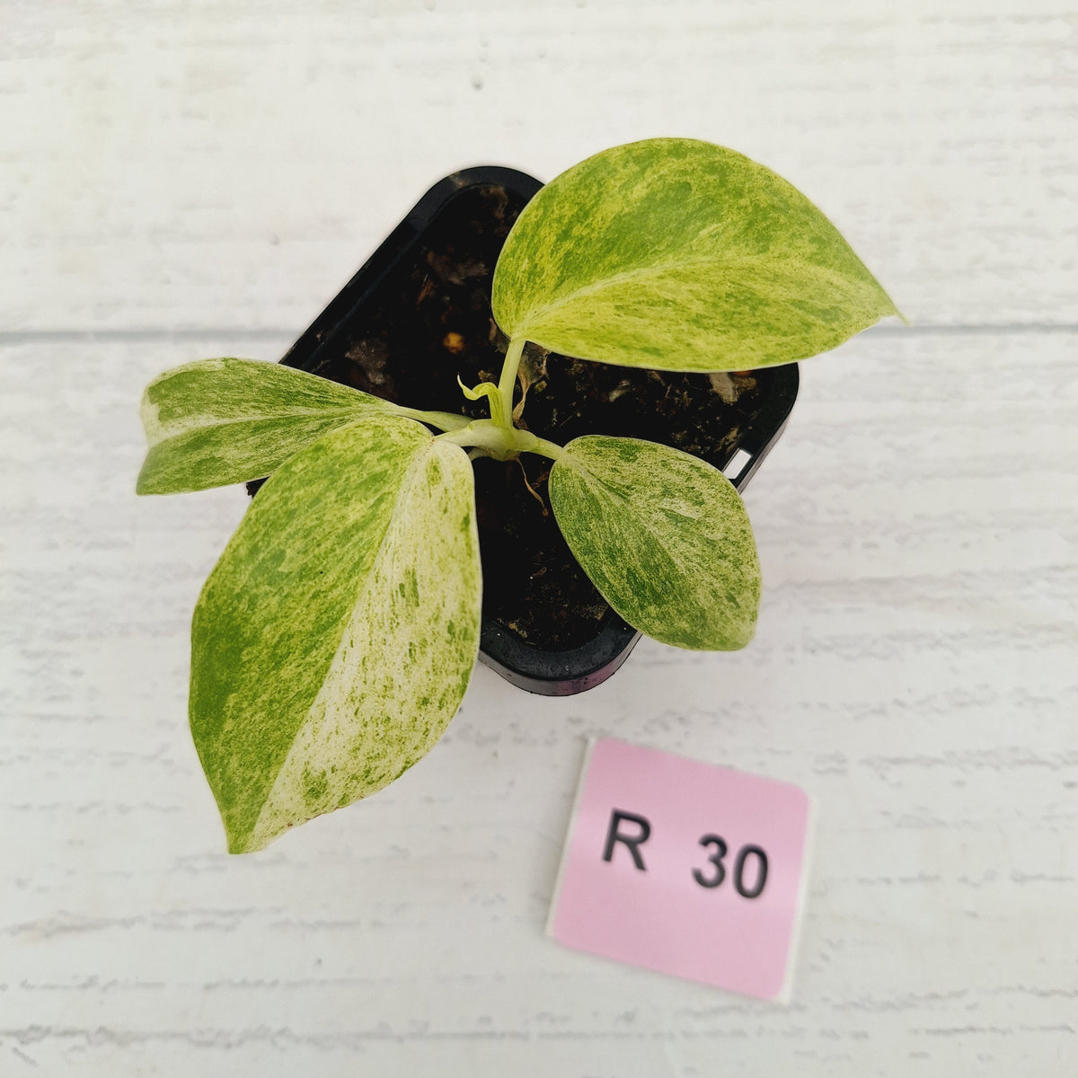 Philodendron giganteum Blizzard - SALE