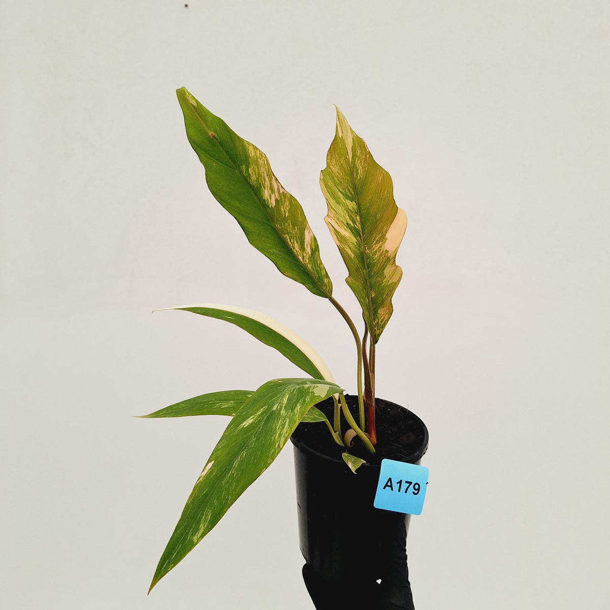 Philodendron serratum 'Caramel Marble' -flash sale
