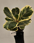 Ficus lyrata Variegata