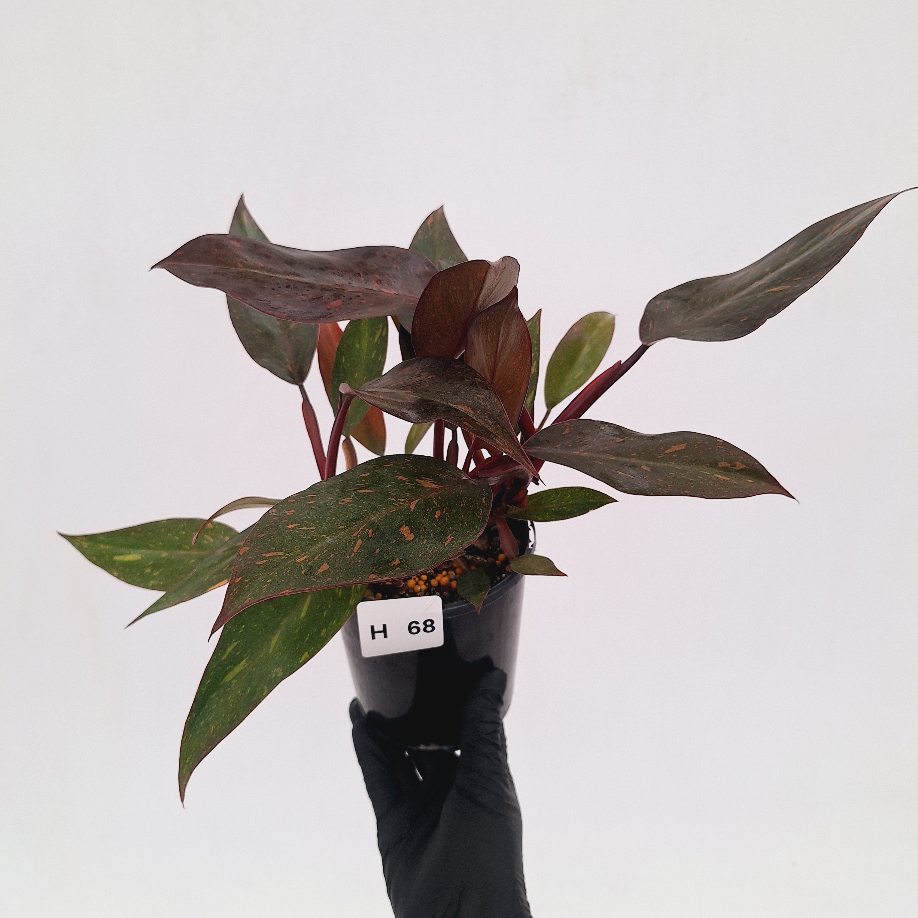 Philodendron 'Orange Princess' - FLASH SALE
