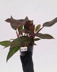 Philodendron 'Orange Princess' - FLASH SALE