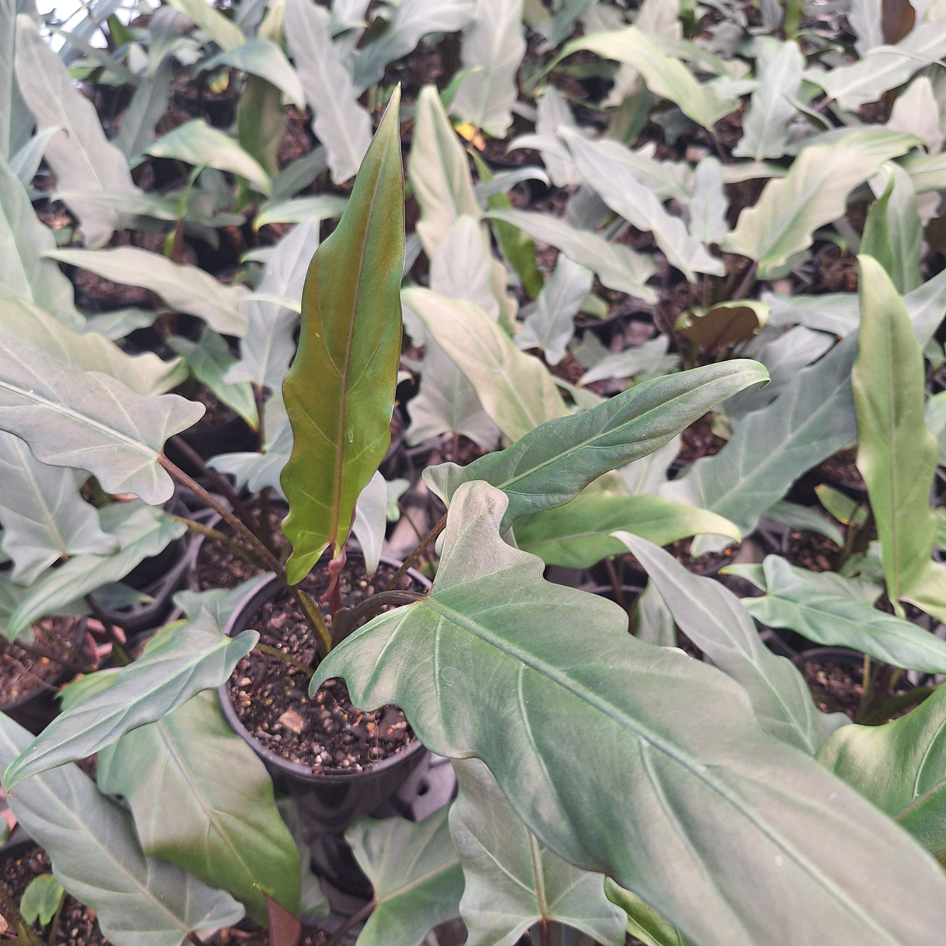 Alocasia lauterbachiana Purple Sword
