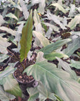 Alocasia lauterbachiana Purple Sword