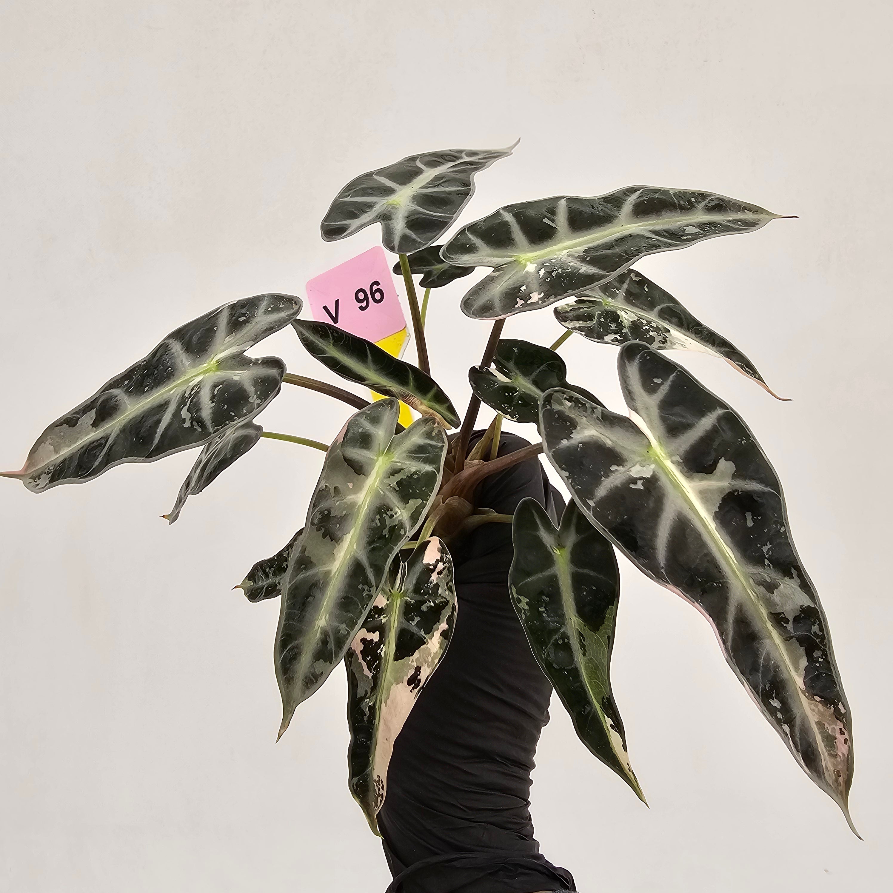 Alocasia Amazonica bambino Variegata - Bare Bottom Baby