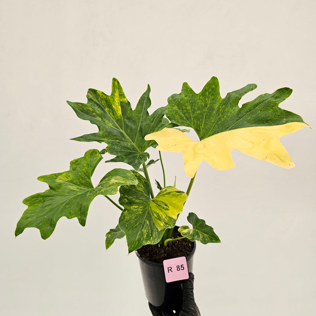 Philodendron bipinnatifidum variegata - SALE