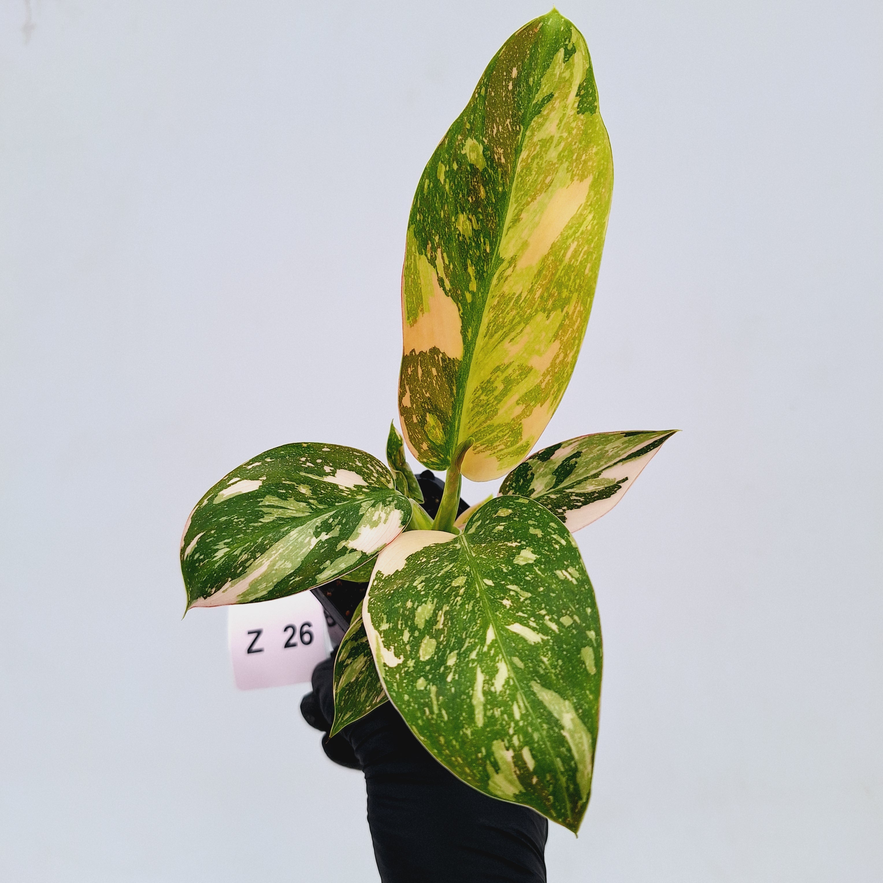Philodendron Green Congo Variegata (Nuclear)