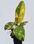 Philodendron Green Congo Variegata (Nuclear)