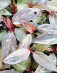 Philodendron erubescens 'Pink Princess Galaxy Marble' - Bare Bottom Baby