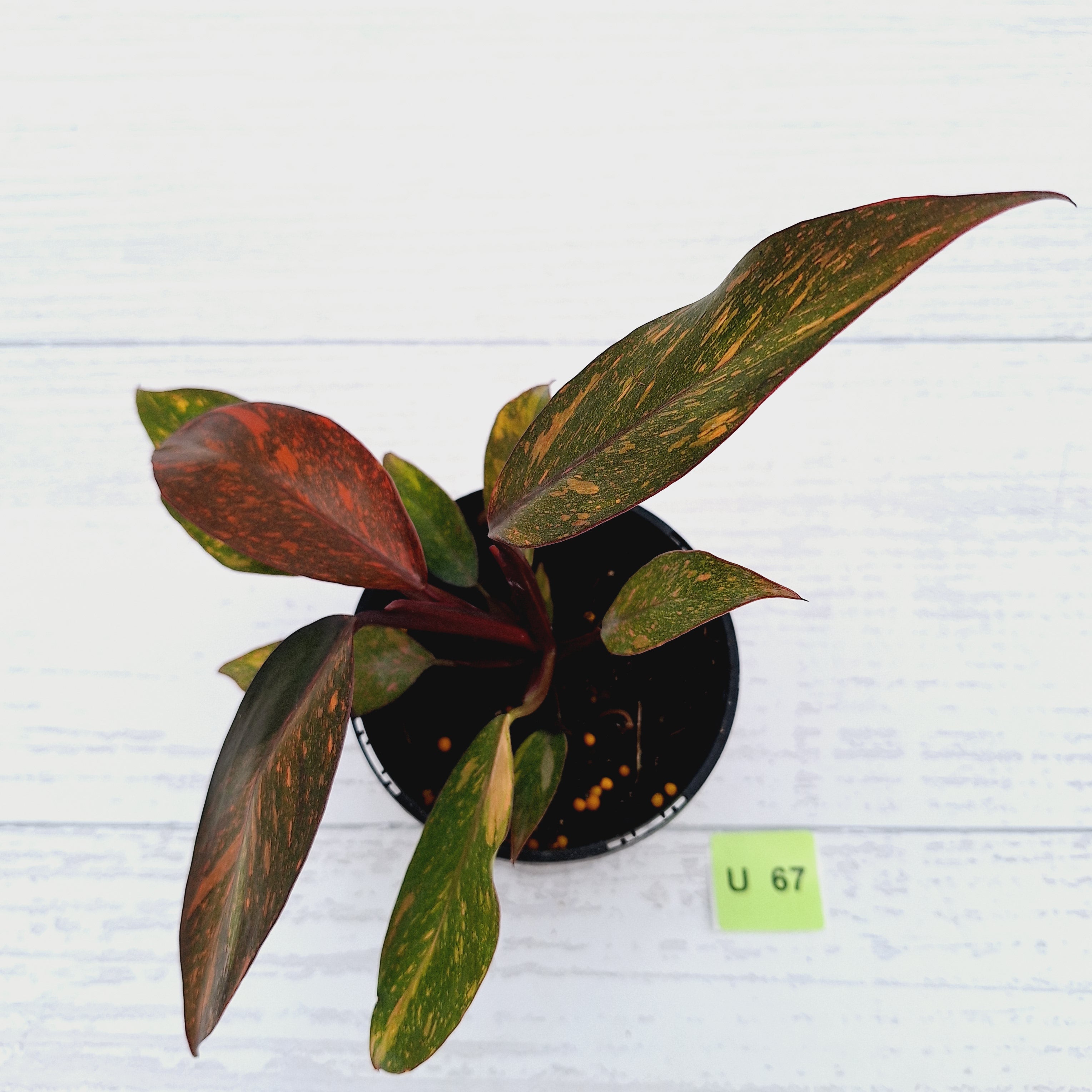 Philodendron &#39;Orange Princess&#39;