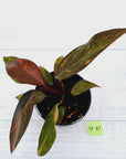Philodendron 'Orange Princess'