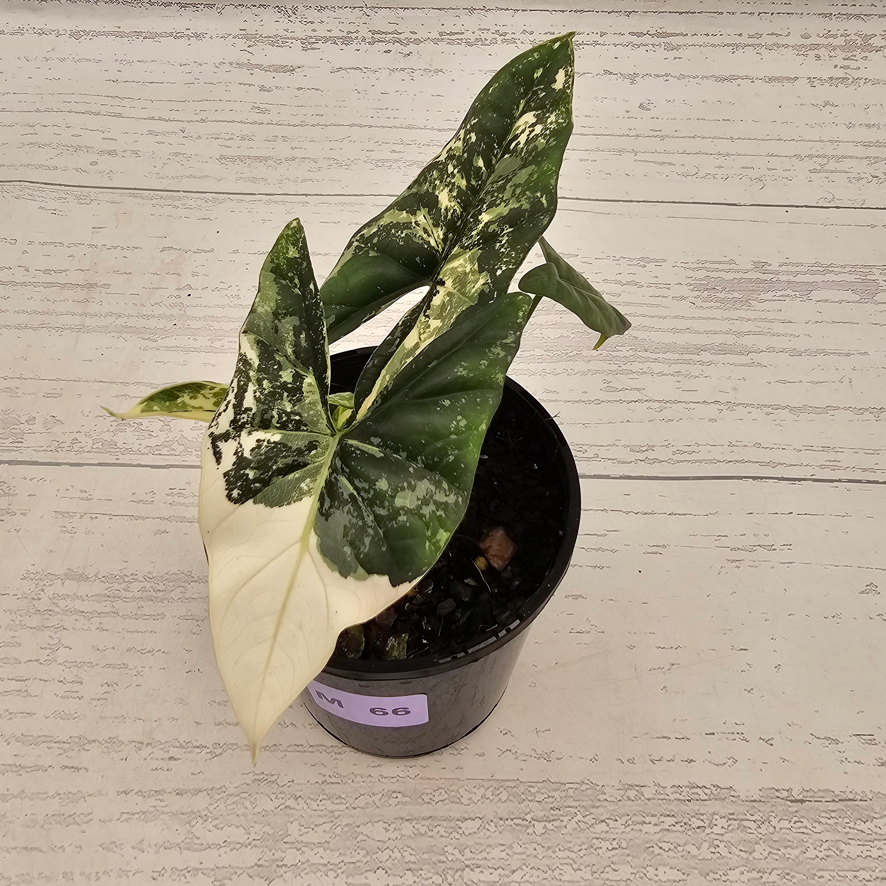 Alocasia ‘Simpo Albo’ Variegata - SALE