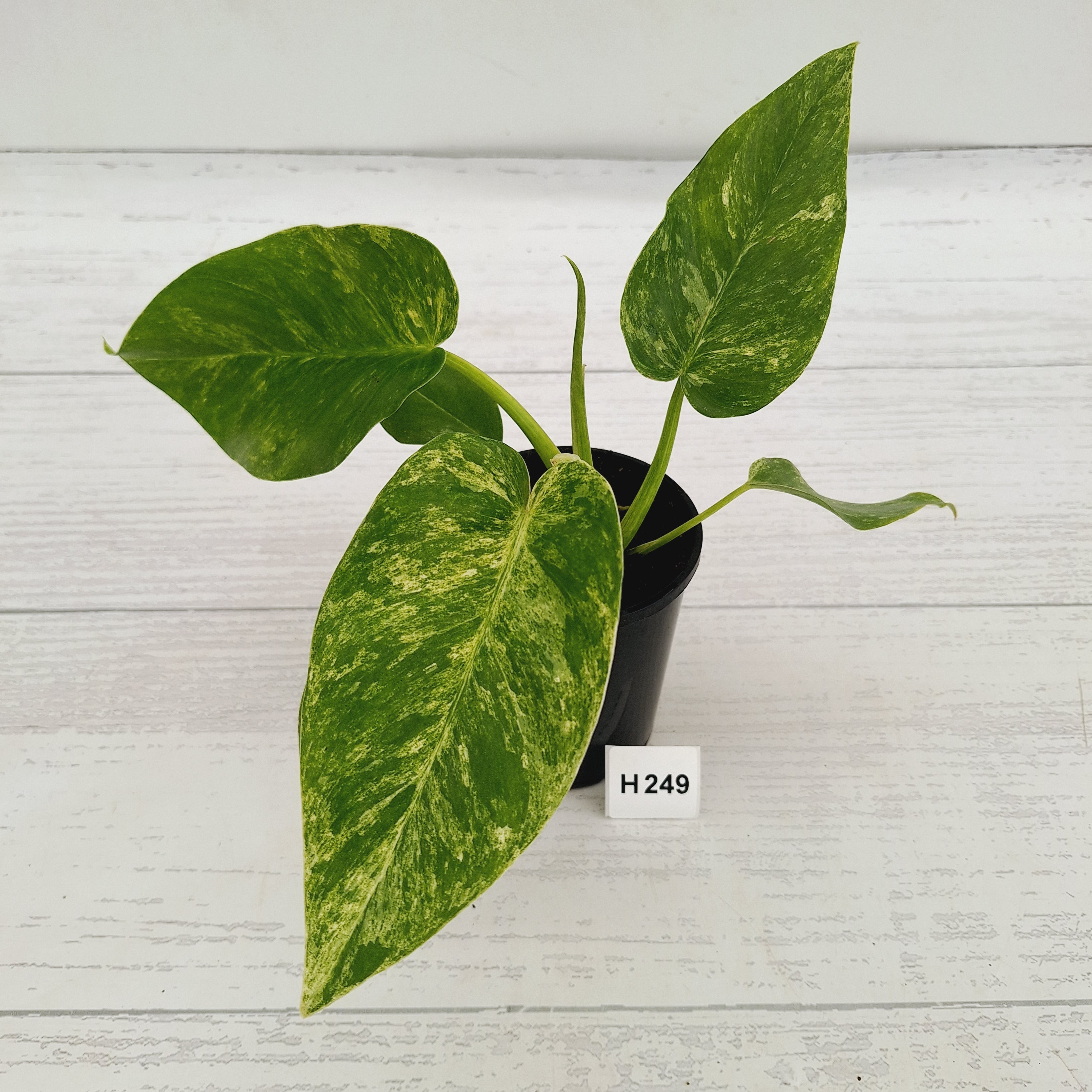 Philodendron giganteum Blizzard - SALE