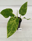 Philodendron giganteum Blizzard - SALE