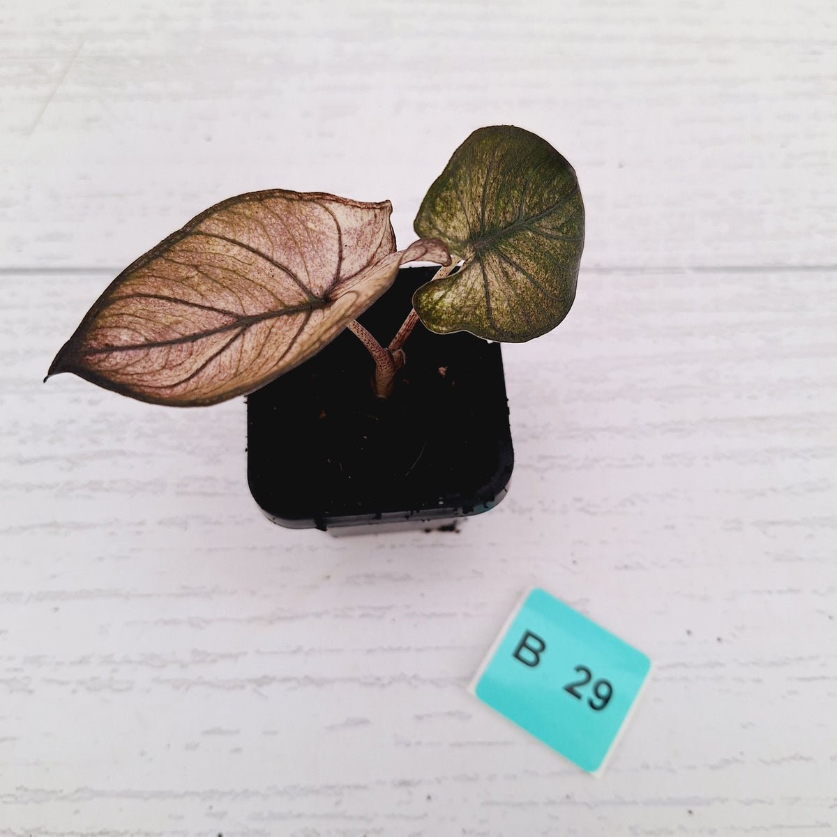 Alocasia macrorrhizos 'plumbea Variegata'