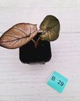 Alocasia macrorrhizos 'plumbea Variegata'
