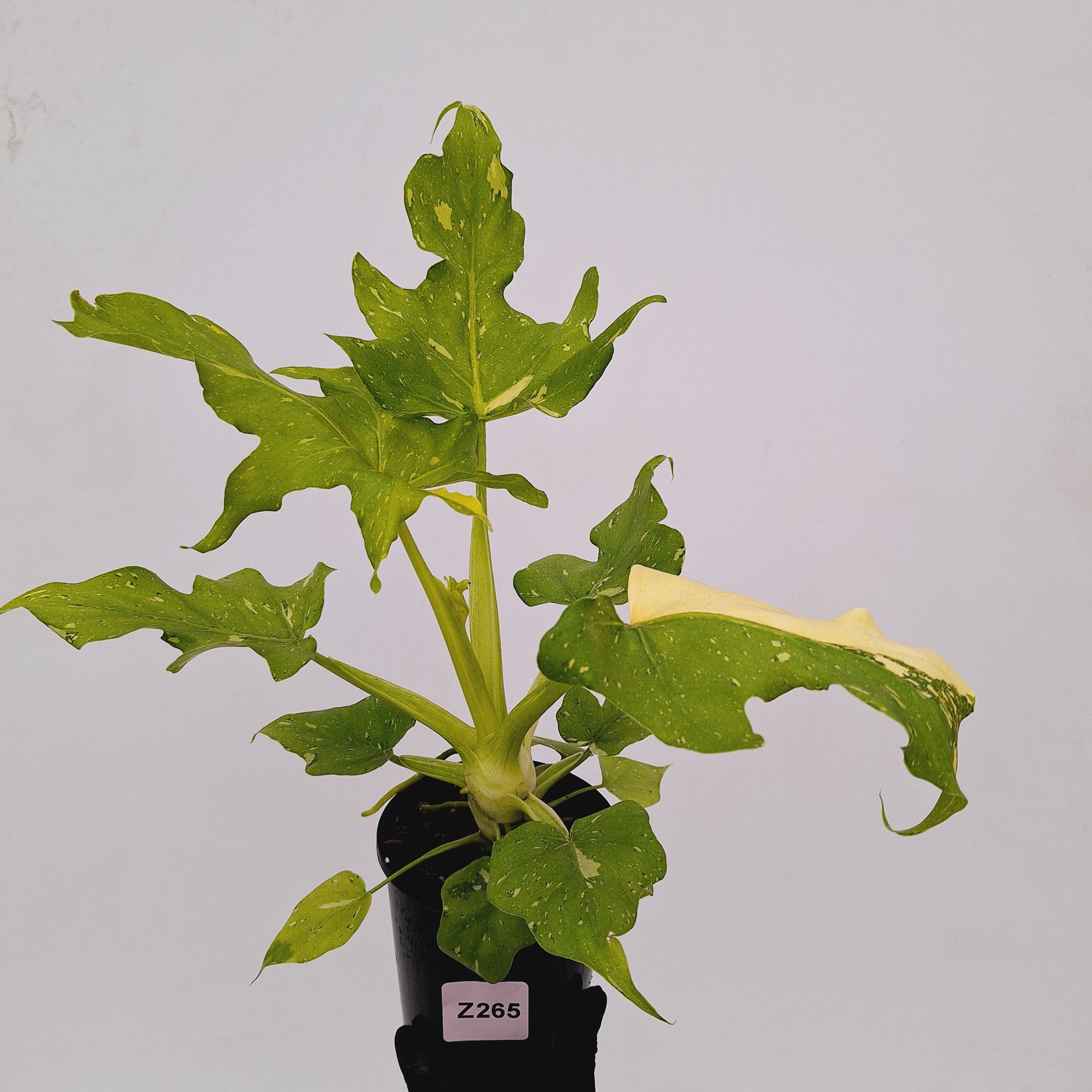 Philodendron warscewiczii Gold Variegata