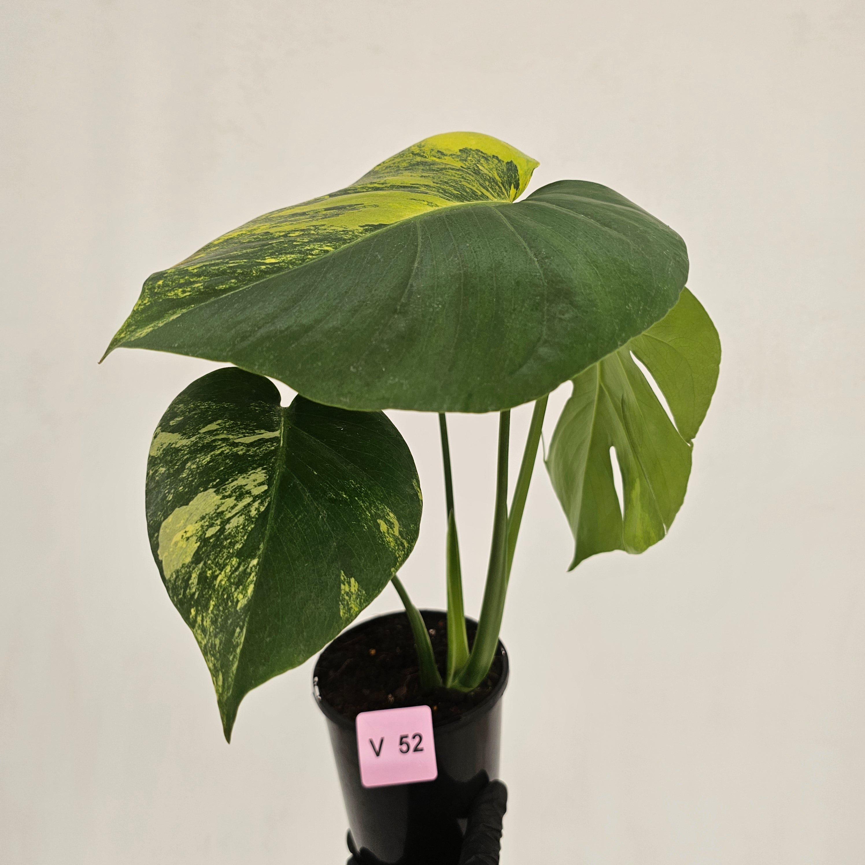 Monstera deliciosa Variegata