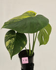 Monstera deliciosa Variegata
