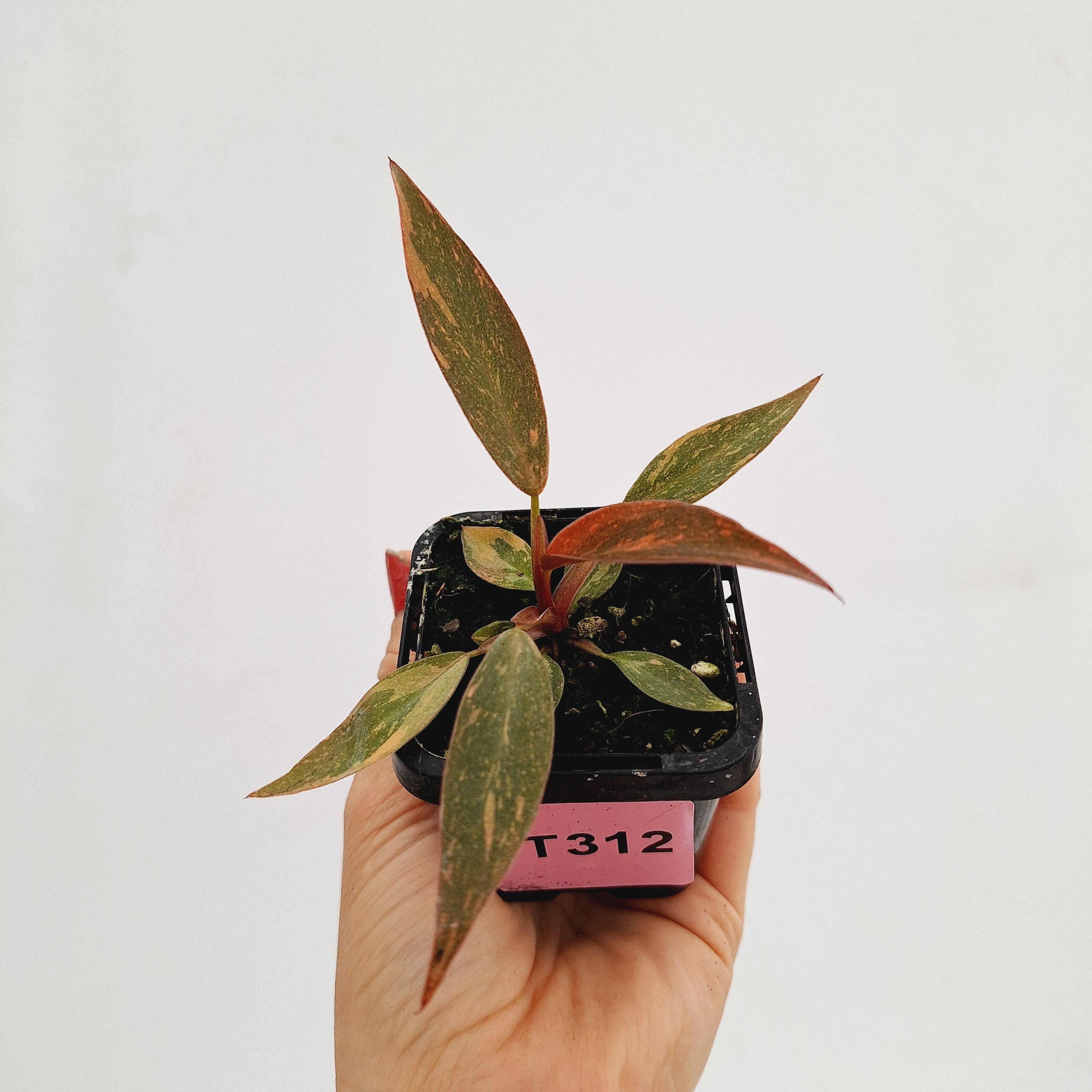 Philodendron &#39;Orange Princess&#39;