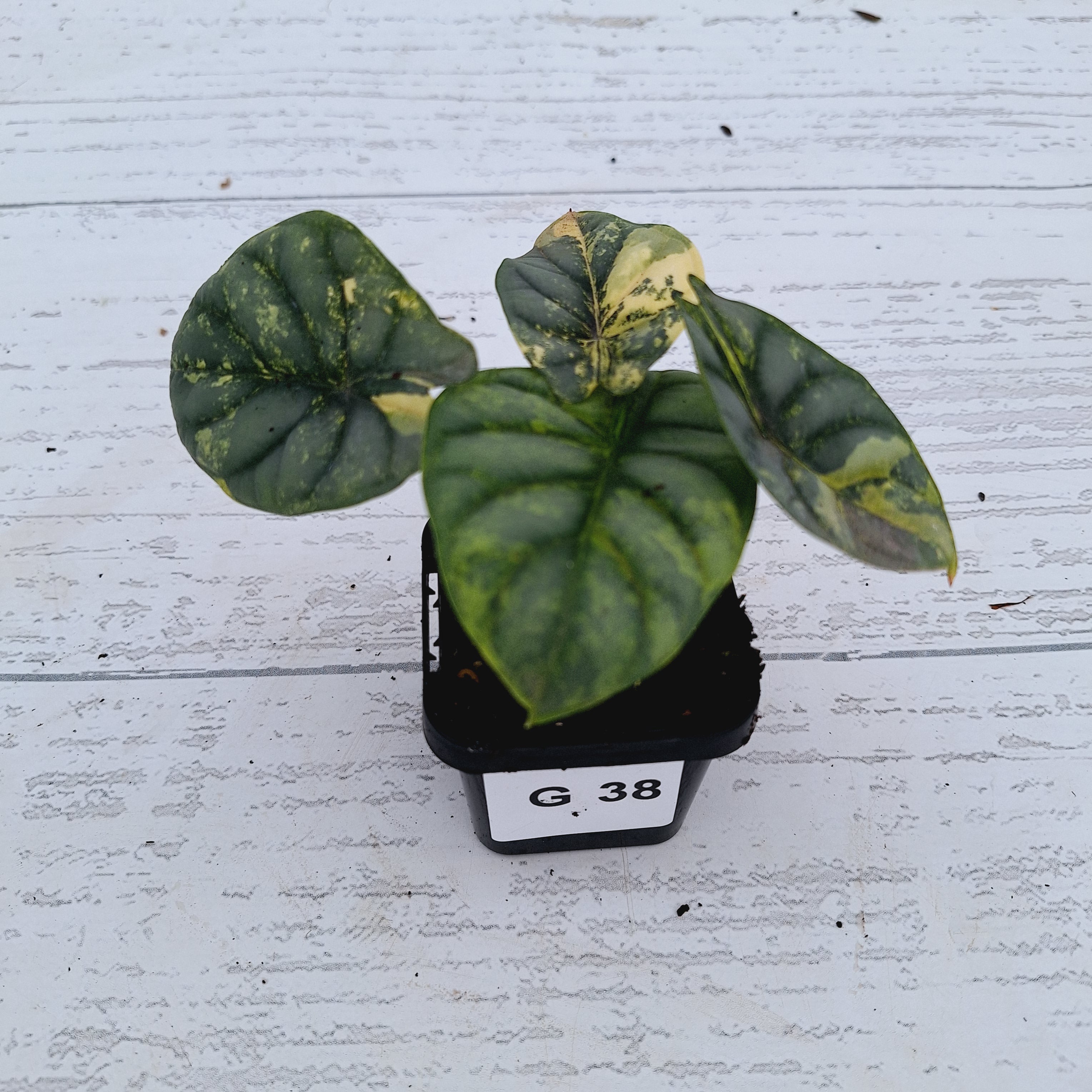 Alocasia baginda &#39;Silver Dragon&#39; Variegata