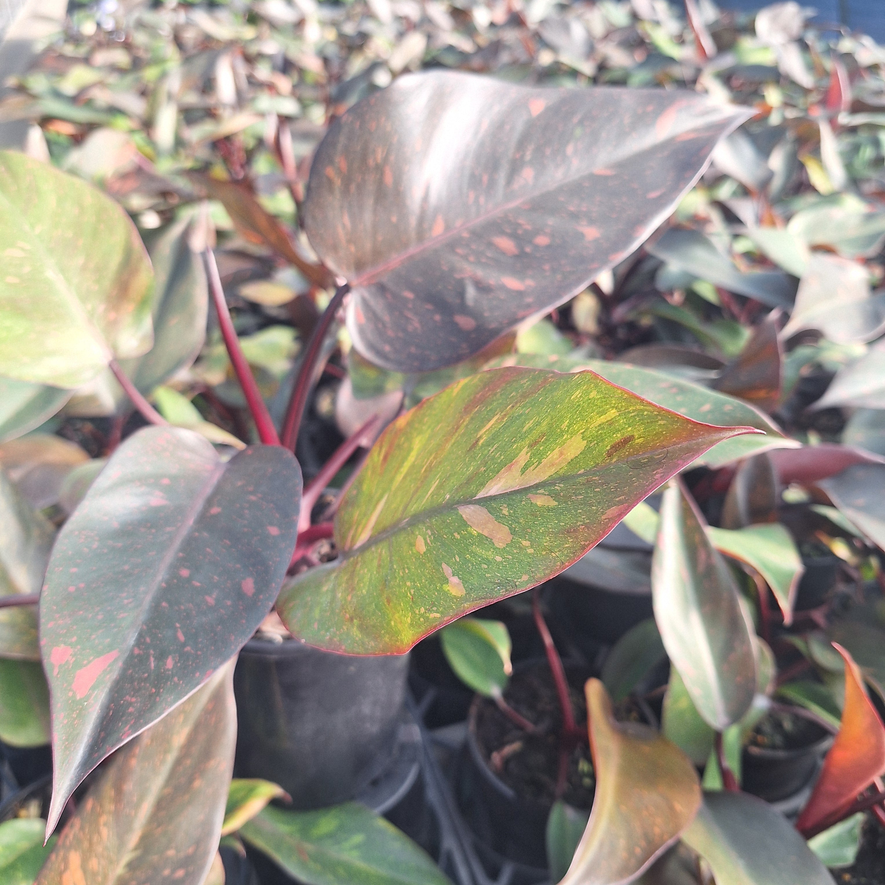 Philodendron 'Orange Princess'