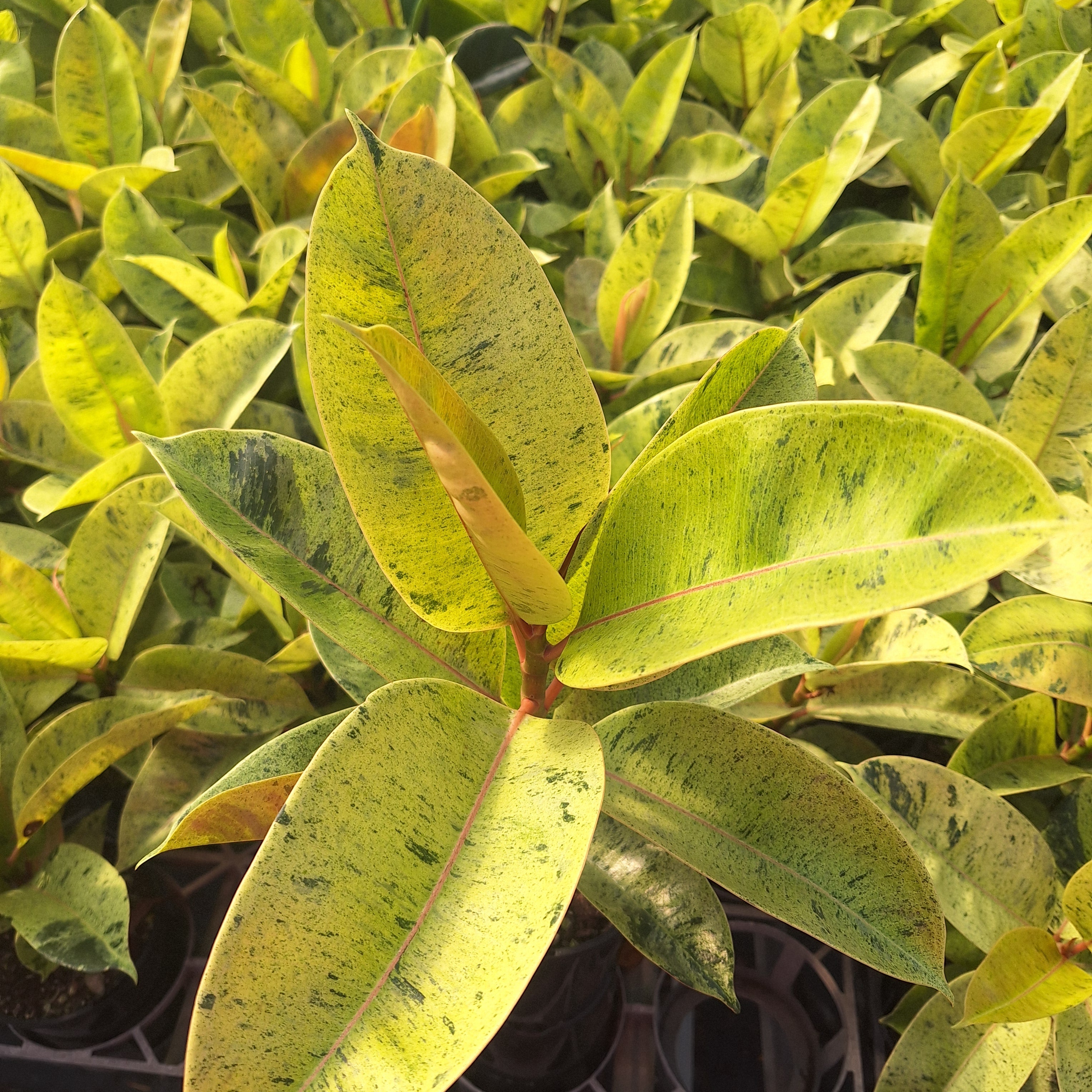 Ficus elastica Shivereana