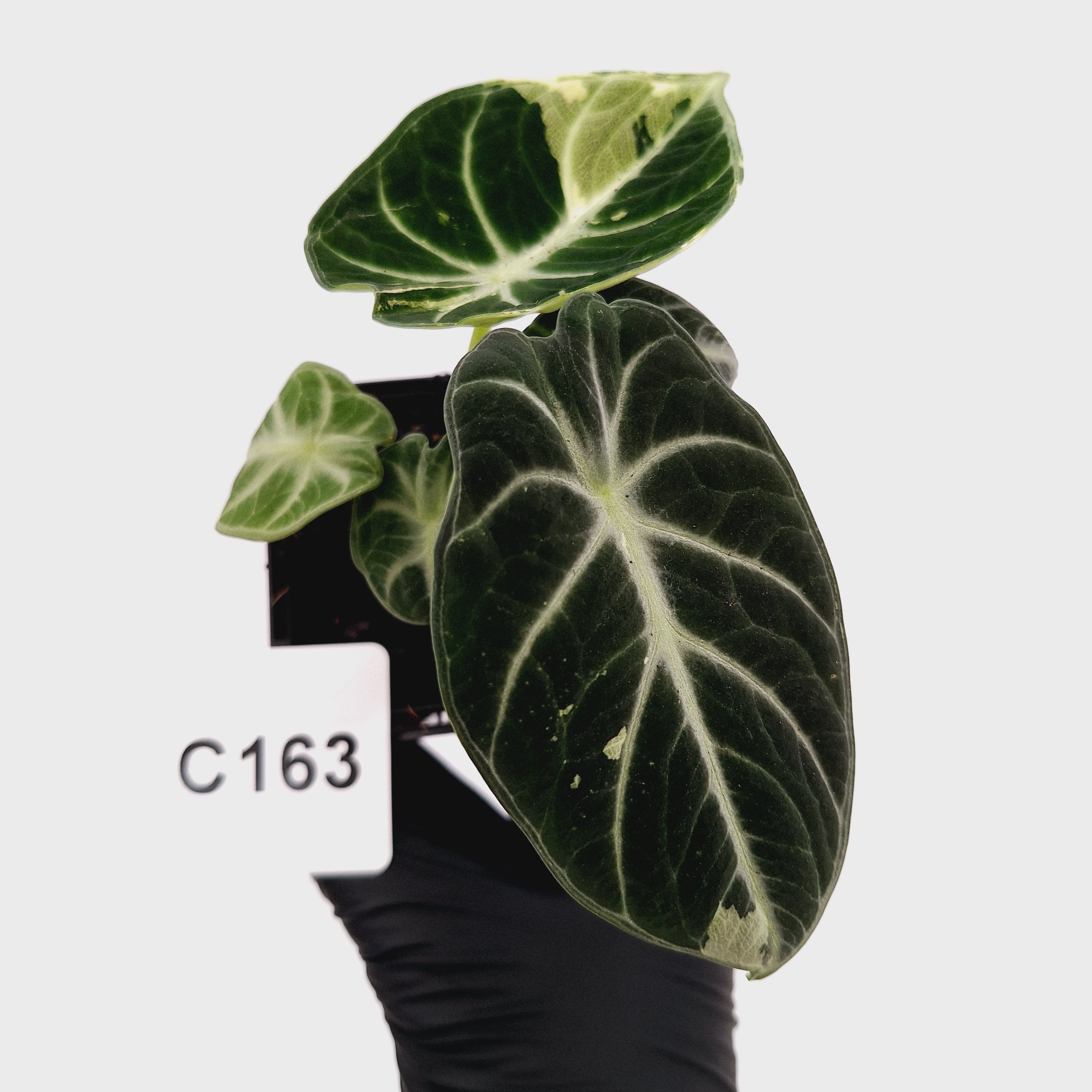 Alocasia reginula 'Ninja Variegata'