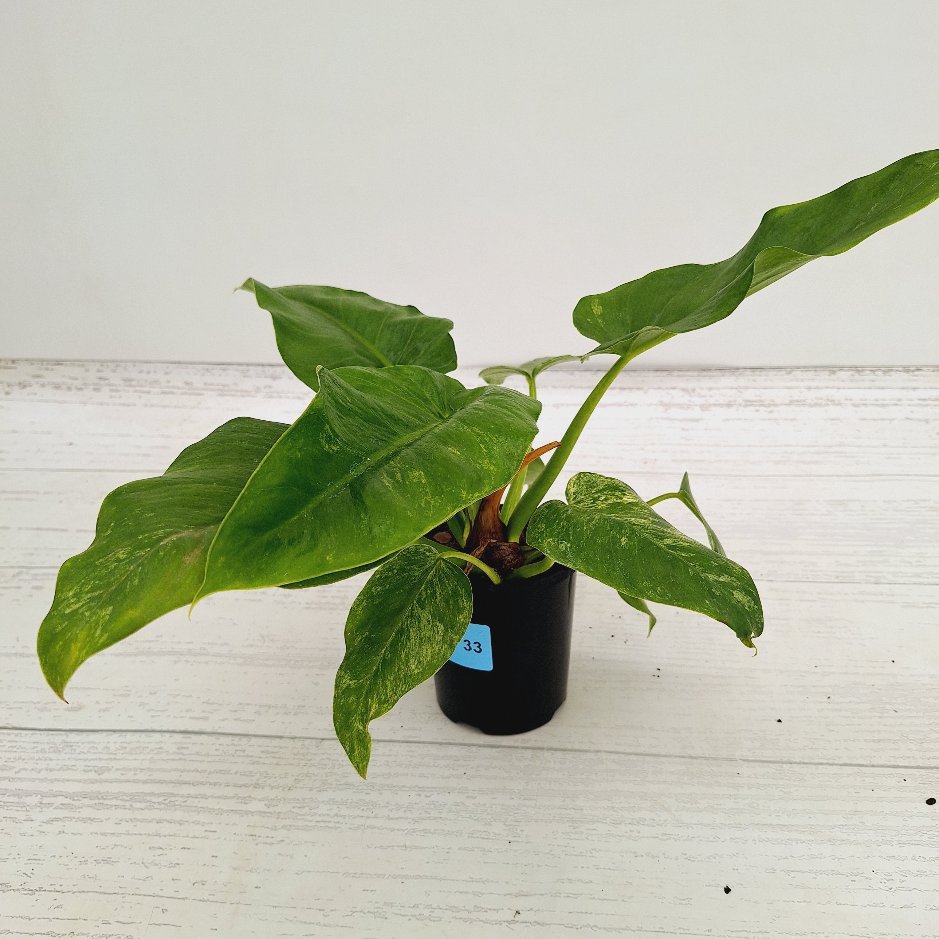 Philodendron giganteum Blizzard - SALE