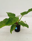 Philodendron giganteum Blizzard - SALE
