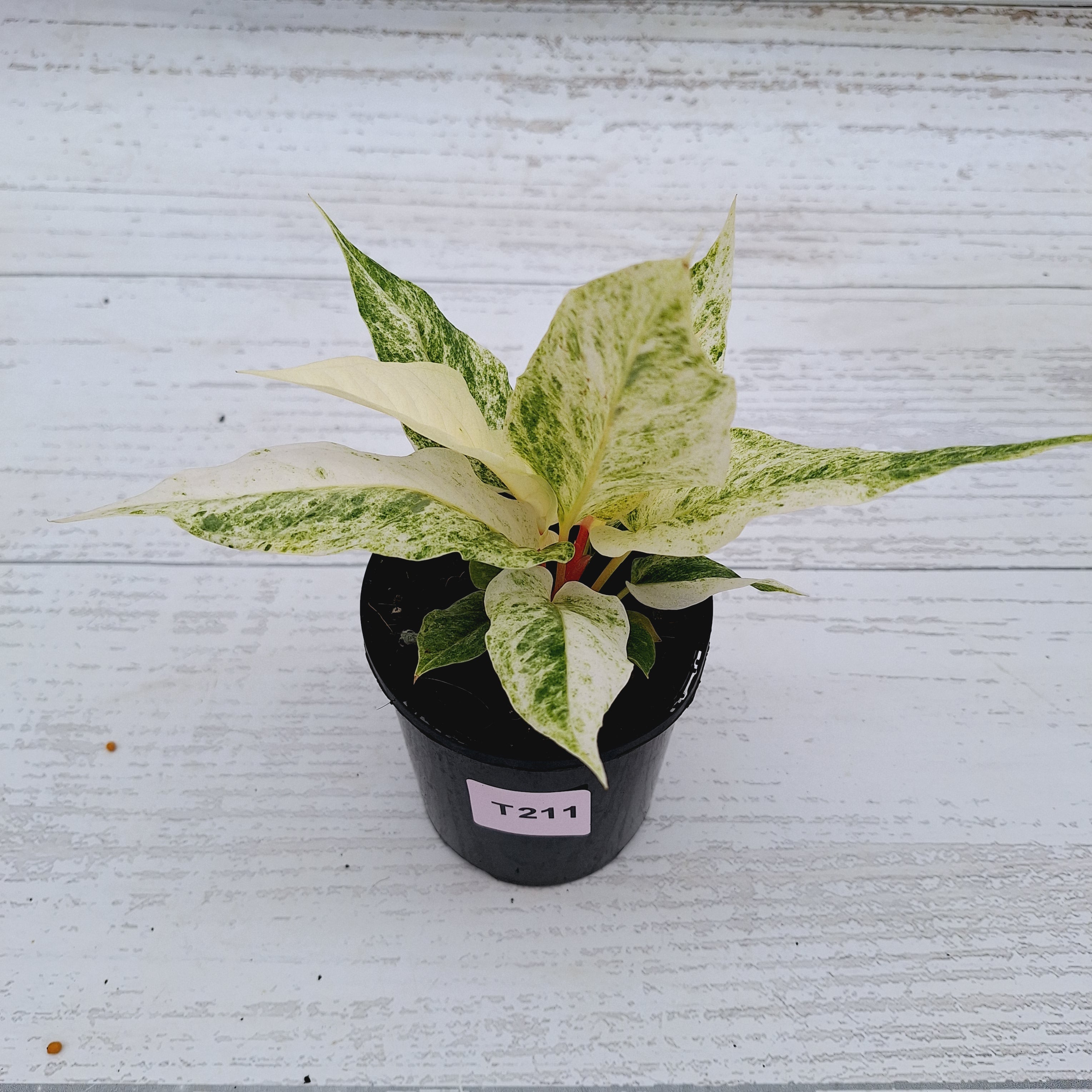 Anthurium Hookeri NOID