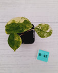 Alocasia 'Morocco' Variegated - SALE
