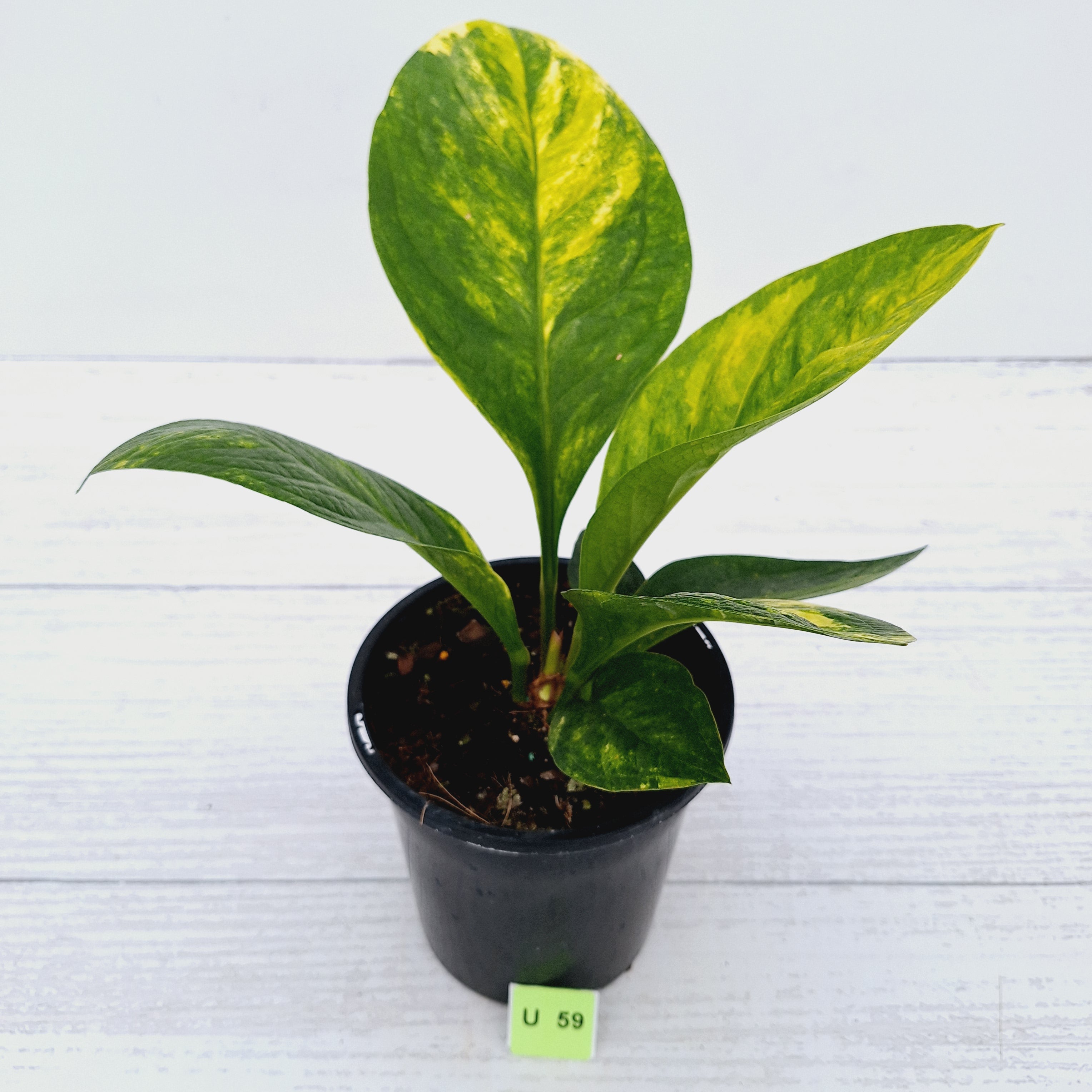 Anthurium jenmanii Variegata