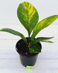 Anthurium jenmanii Variegata