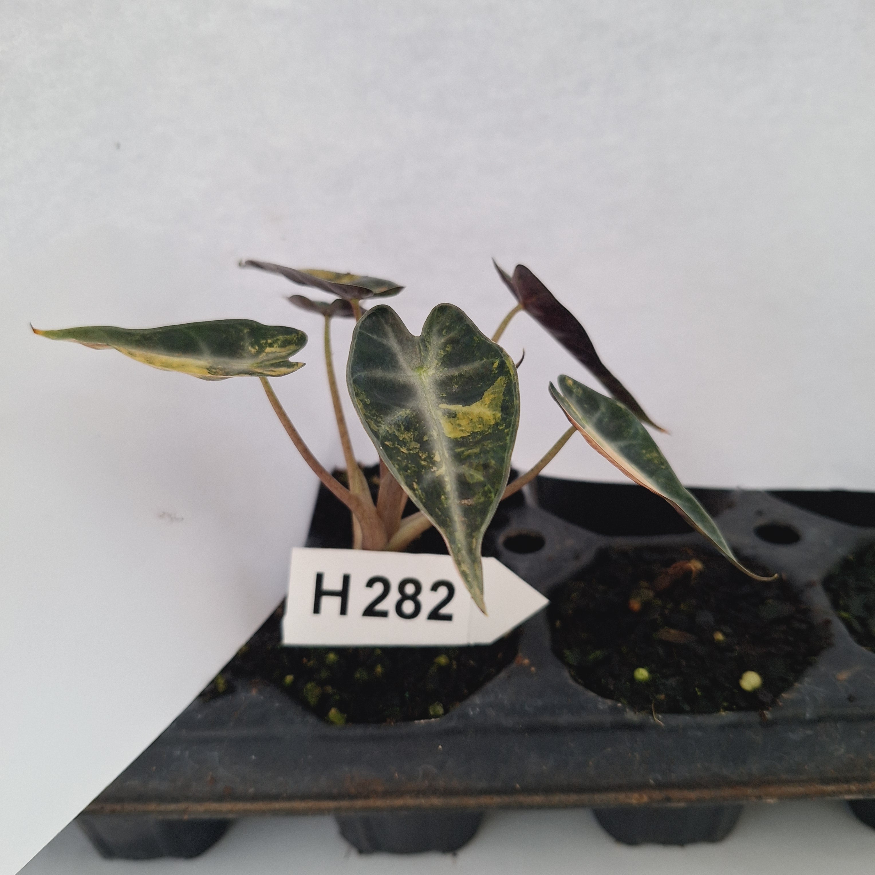 Alocasia Amazonica  bambino Variegata - Bare Bottom Baby - SALE