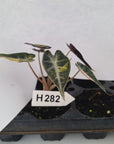 Alocasia Amazonica  bambino Variegata - Bare Bottom Baby - SALE