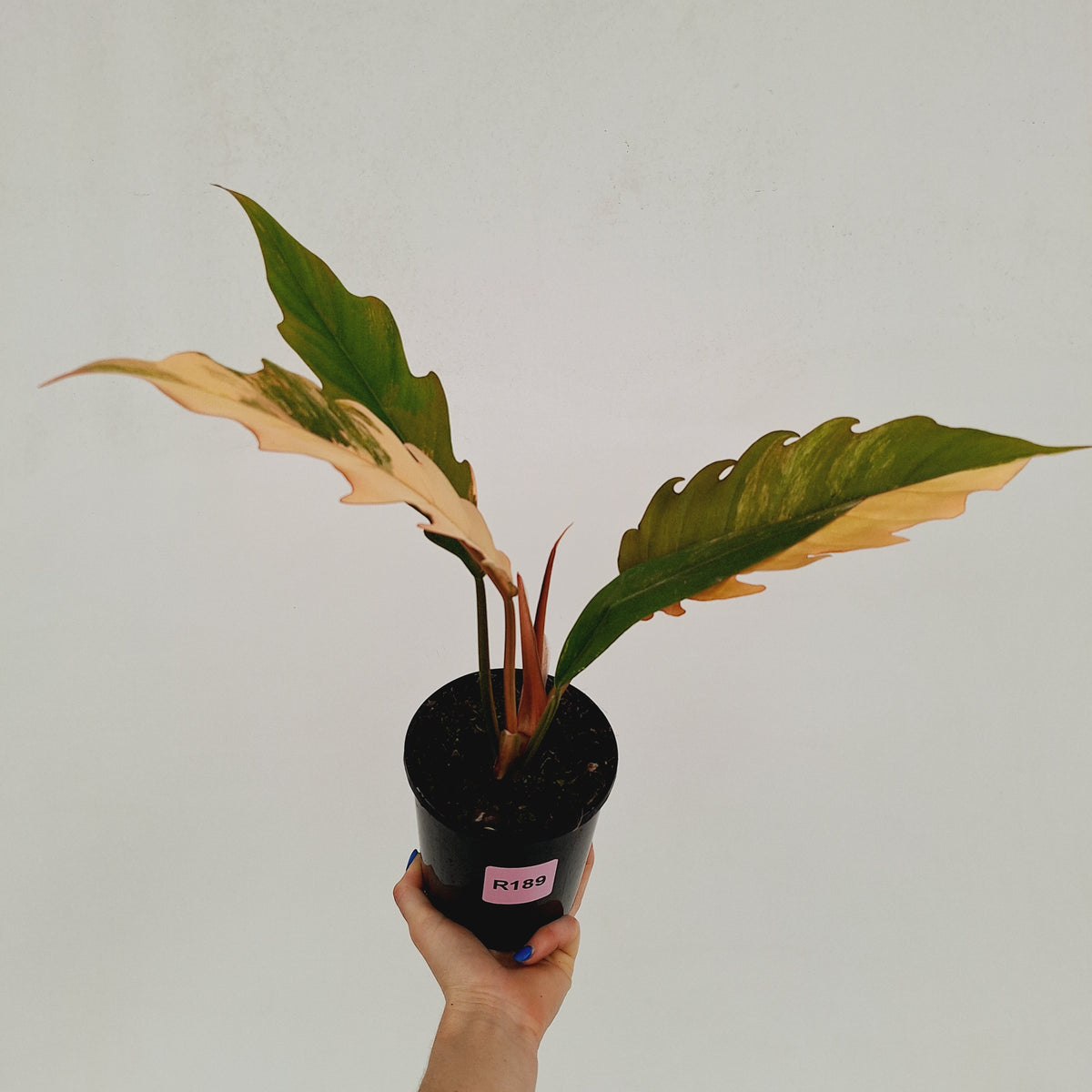 Philodendron serratum 'Caramel Marble'