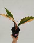 Philodendron serratum 'Caramel Marble'