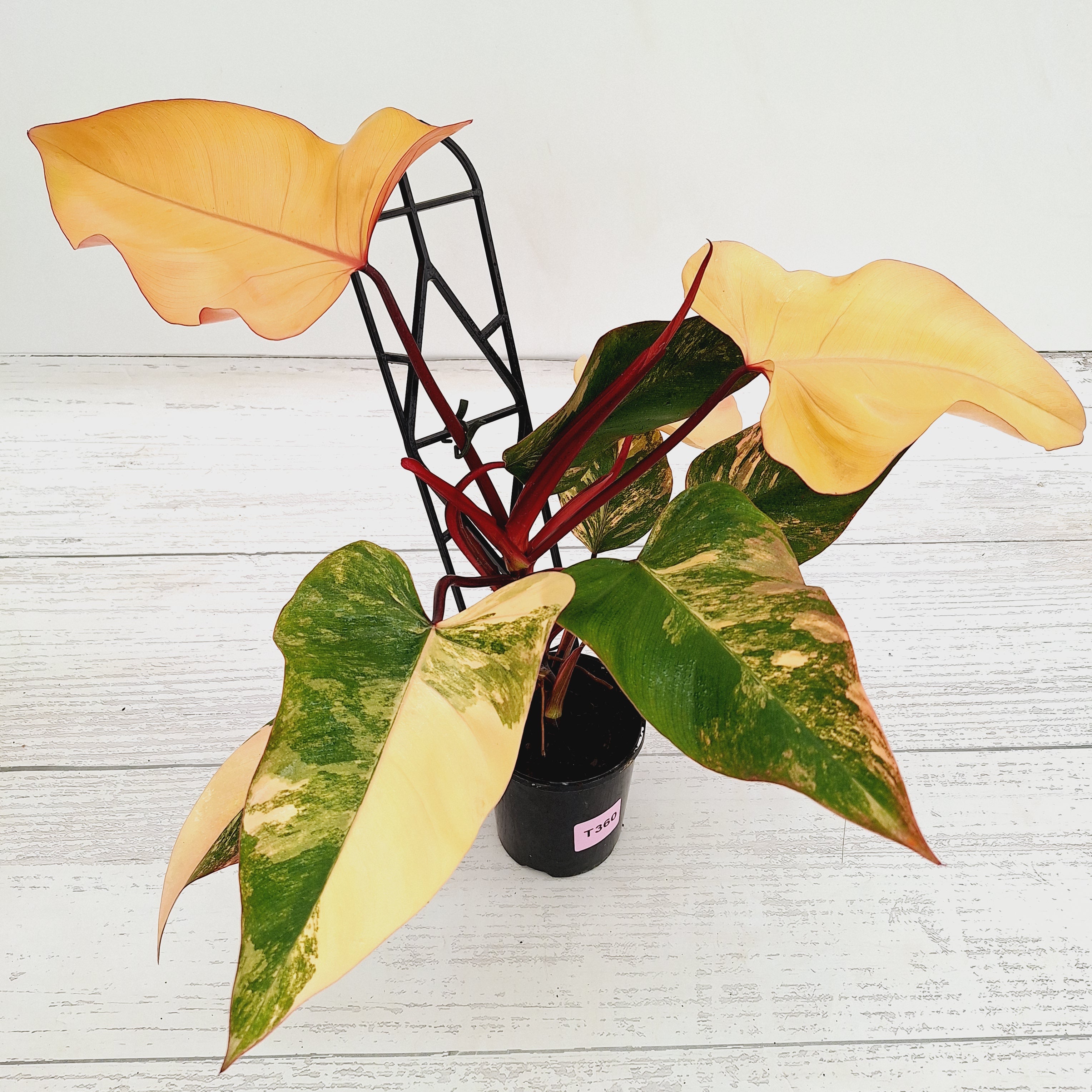 Philodendron erubescens Strawberry Shake