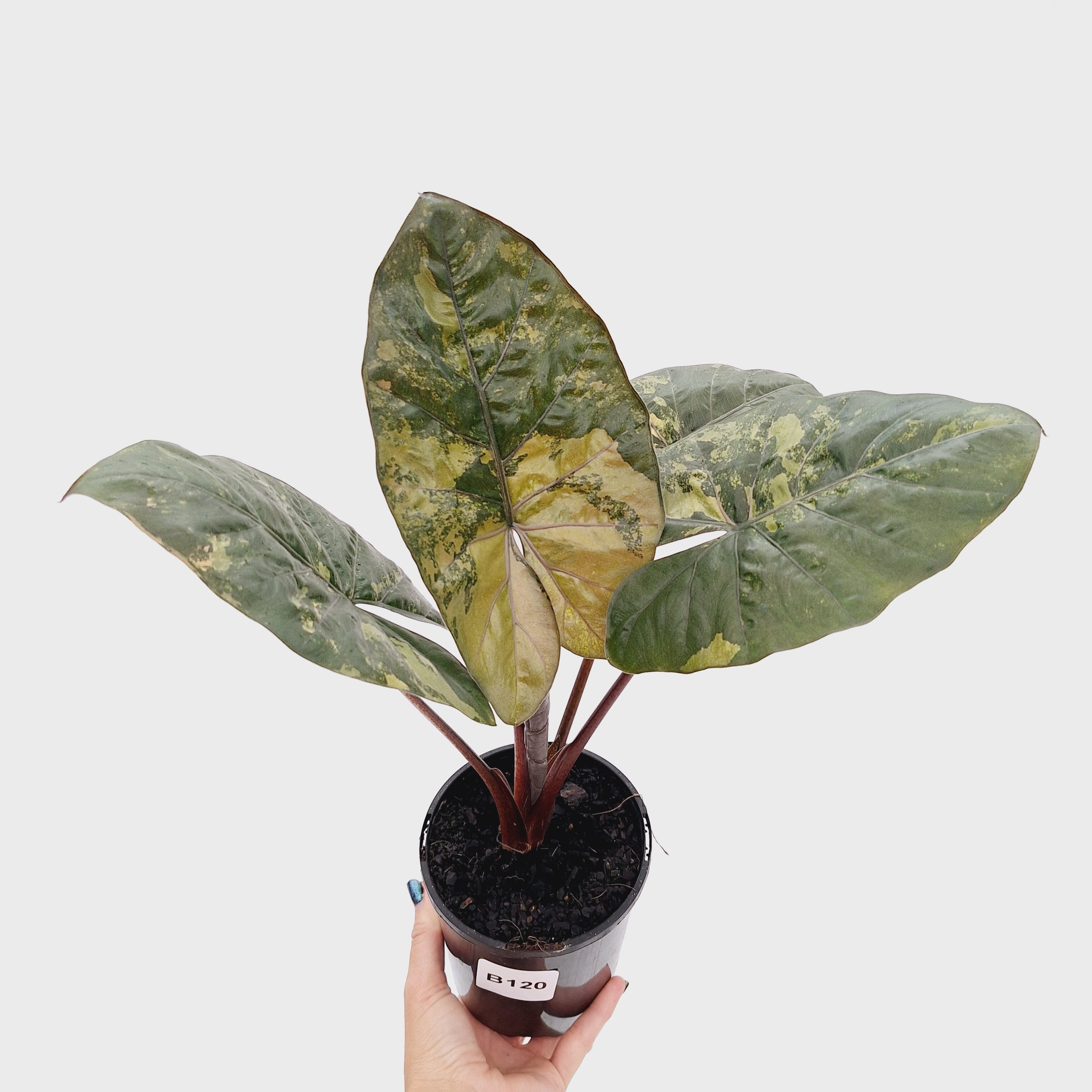 Alocasia macrorrhizos 'plumbea Variegata'