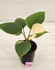 Homalomena rubescens 'Emerald Gem' Variegata