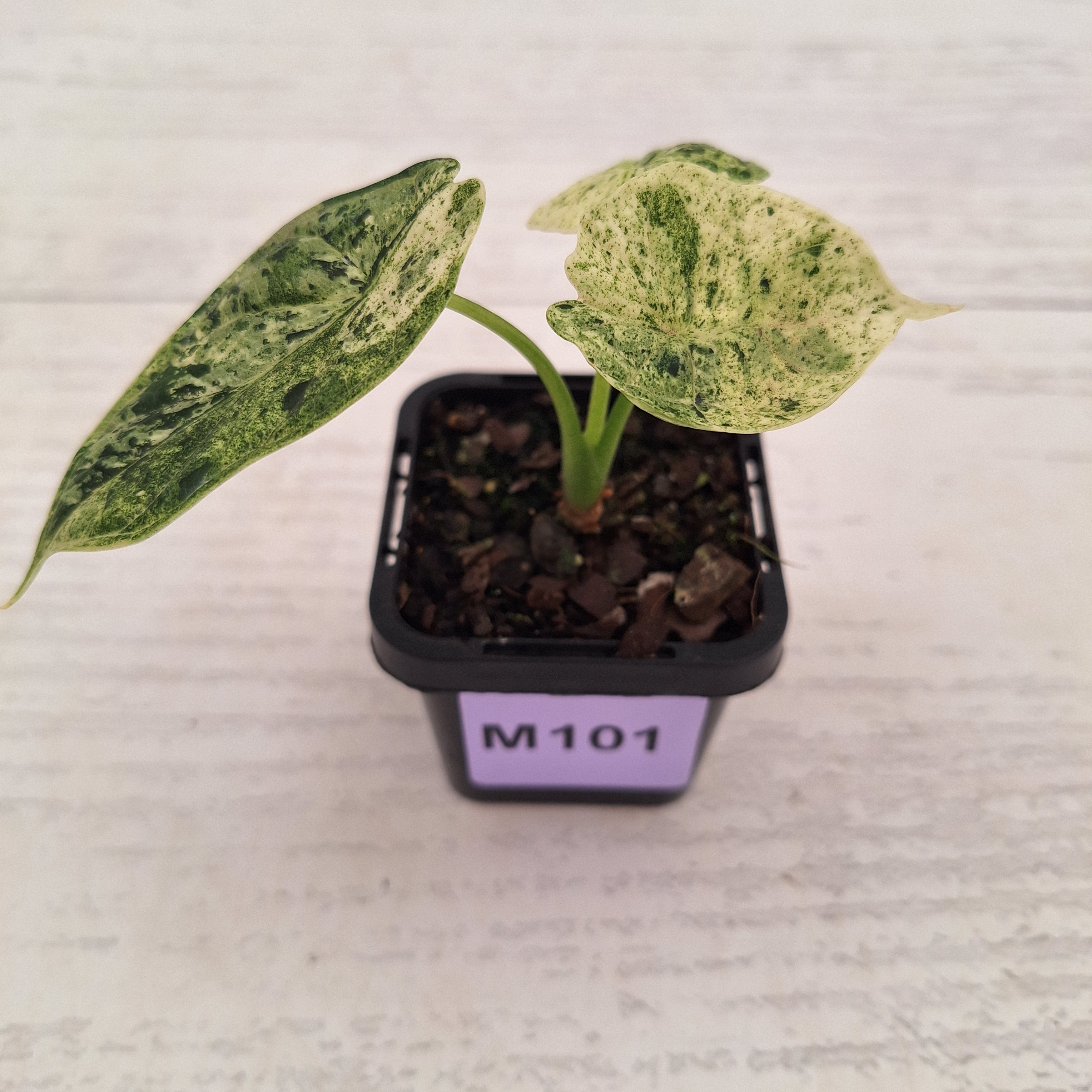 Alocasia baginda ‘Dragon Scale Mint’