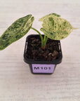 Alocasia baginda ‘Dragon Scale Mint’