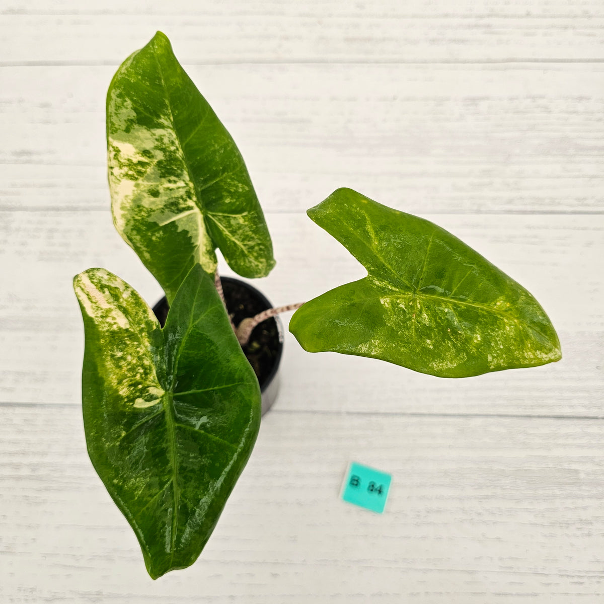 Alocasia zebrina variegata