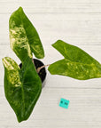 Alocasia zebrina variegata