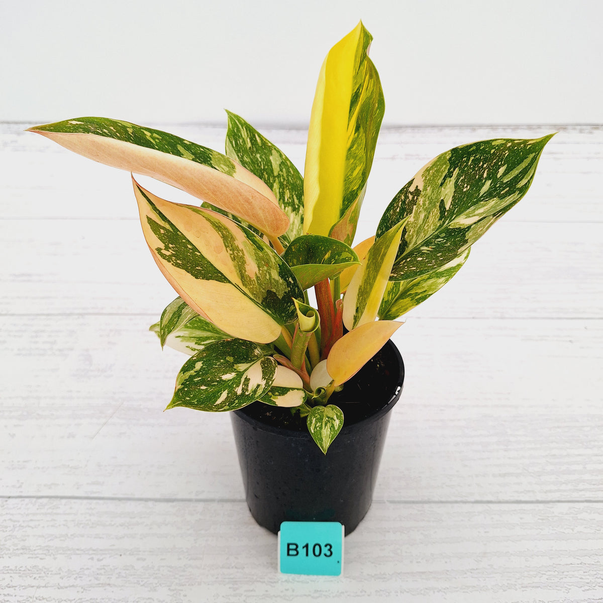 Philodendron Green Congo Variegata (Nuclear)