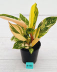 Philodendron Green Congo Variegata (Nuclear)