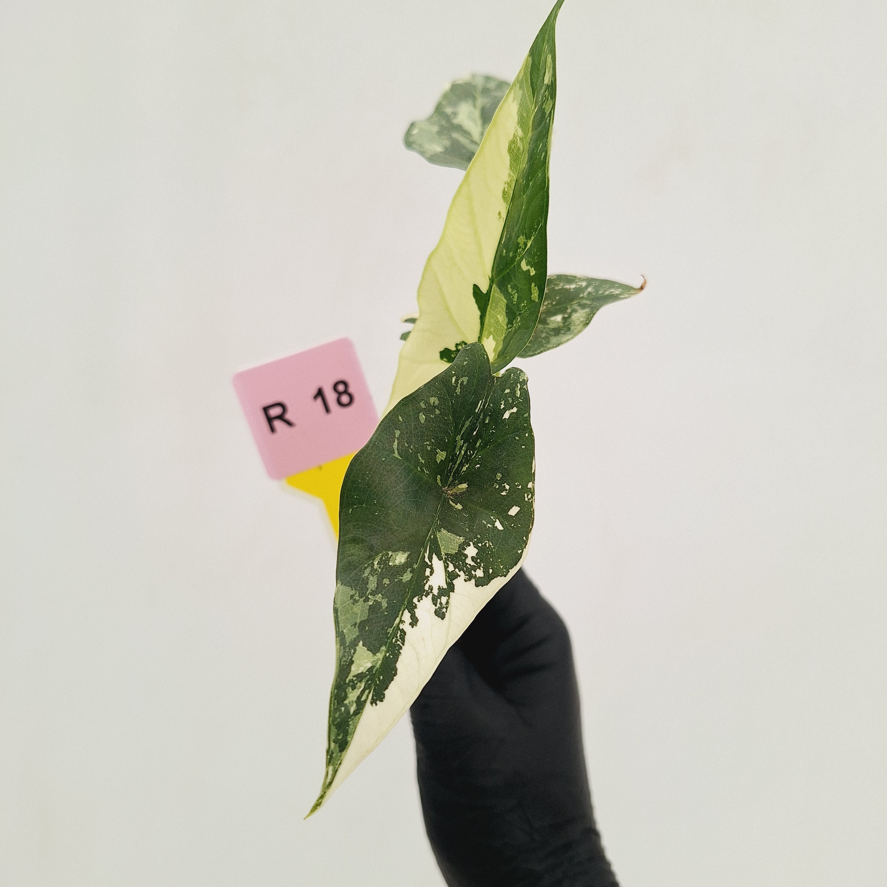 Alocasia 'Simpo'  Variegata- Bare Bottom Baby - SALE